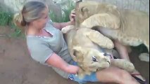 A young lady is getting mauled by two young lions