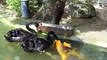 Black swan feeding Koi fish Animal Videos