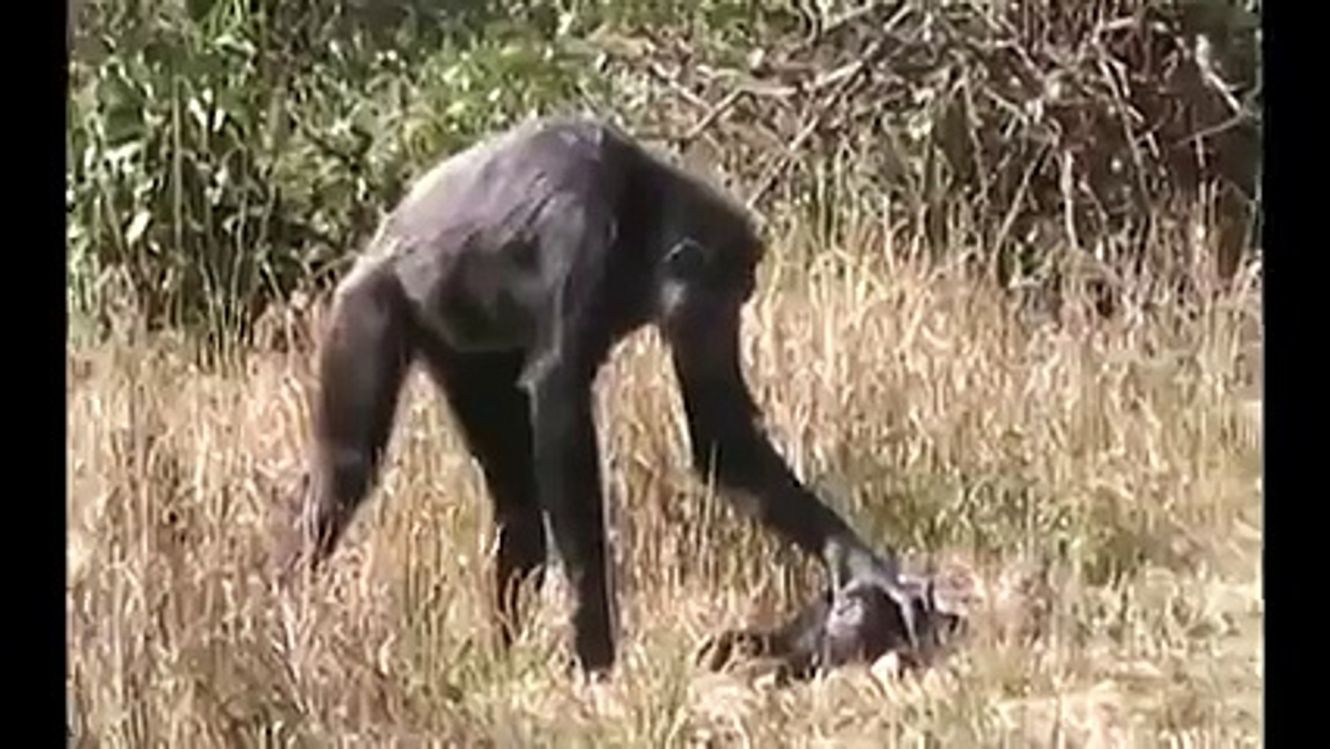 CHİMPANZEE MOTHER LEARNS ABOUT HER DEAD İNFANT Animal Videos