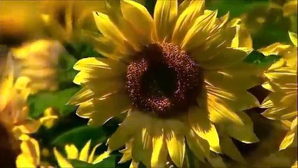 the most beautiful Quran Recitation__ Heart Touching __ Really emotional __ - YTPak.com