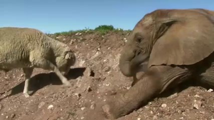 strange but true friendship of animal an example for human being must watch