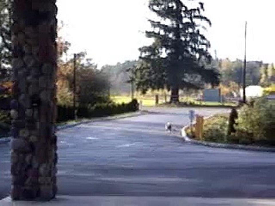 Dog skate