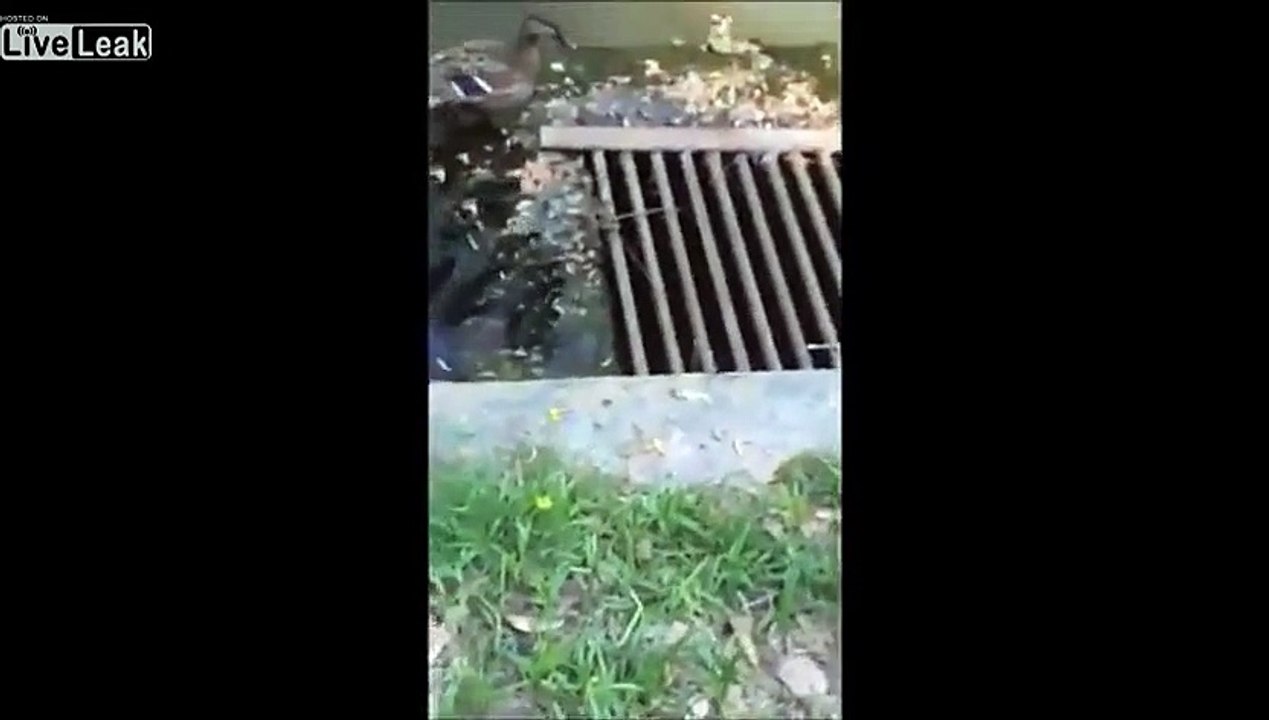 LiveLeak.com - Rescue baby ducks