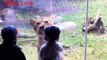 Les animaux tentent D'Attaquer les Enfants au zoo - Vidéos Drôles d'Animaux