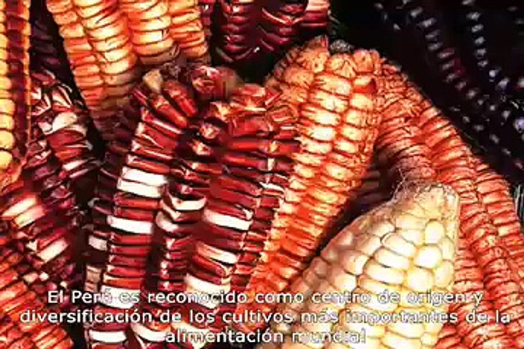 Animaux et fleurs dans la cordillères des Andes