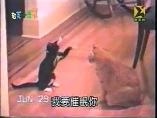 Les chats les plus stupides !