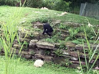Une femelle bonobo sacrée "singe le plus intelligent du monde"