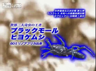 *NEW EPISODE* Camel Spider VS Giant Water Bug [P1]