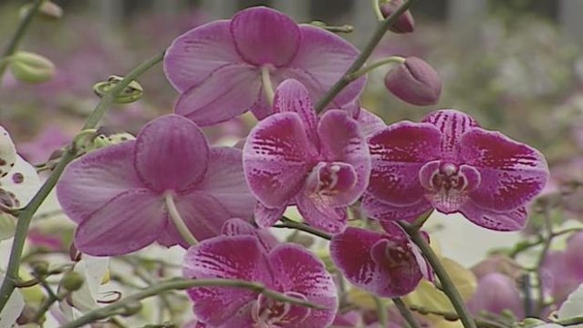 Chegada da primavera faz a culinária ficar com pratos mais floridos