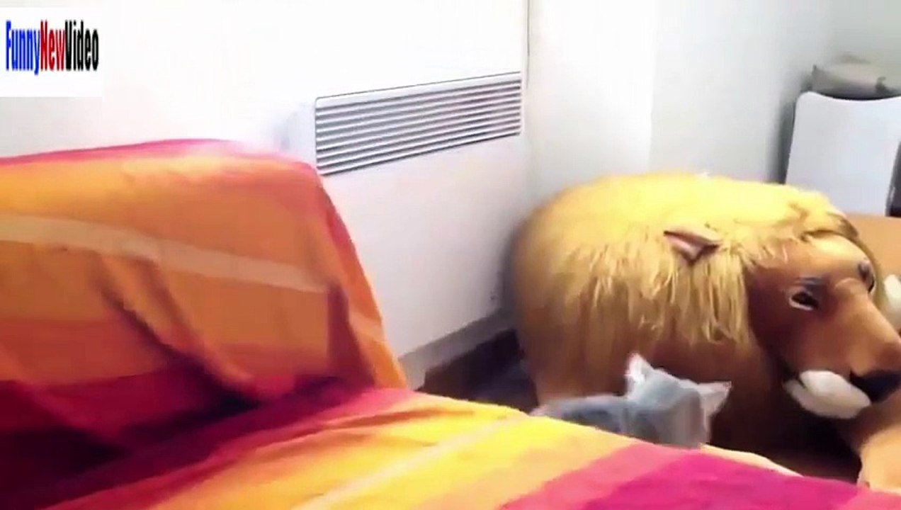 Funny Cats Videos Funny Animals Compilation - Cats Funny Clips in 2015