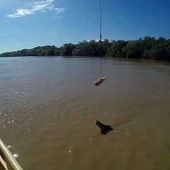 Frightening proof that crocodiles can take off vertically