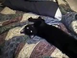 Talking Kitty Cat (Episode 1) -Wake up kitty!