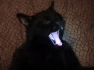 Talking Kitty Cat (Episode 2) - Wake up and meet the new dog