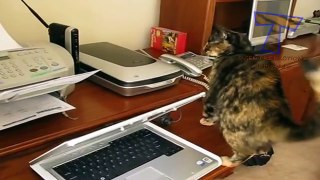 Cats vs printers - Funny and cute cat compilation