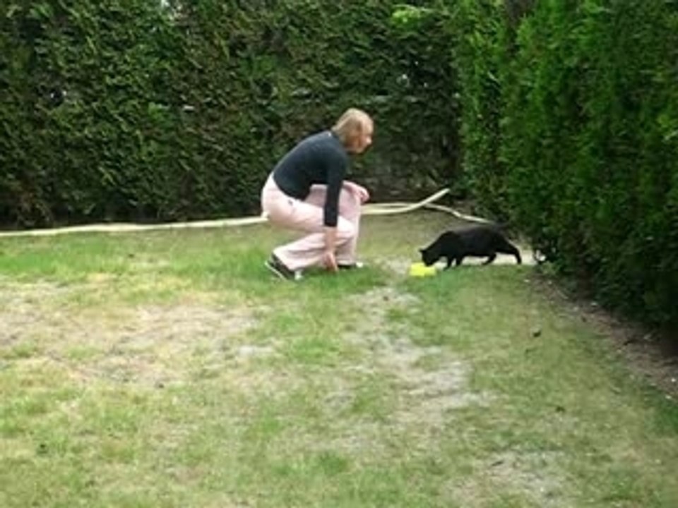appat du chat