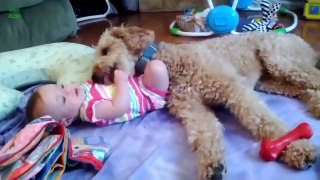 Cute Dogs Giving Babies Kisses Compilation 2013 [HD]
