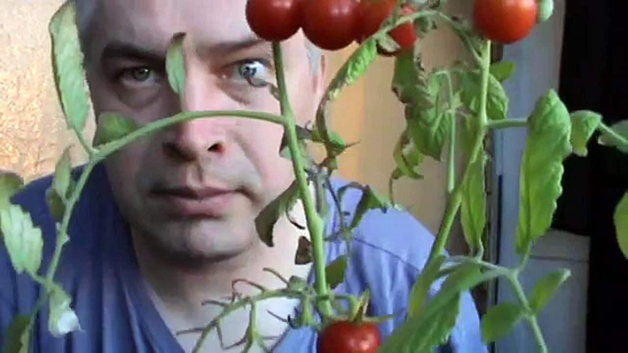 Цветочный горшок и помидоры - Геннадий Горин