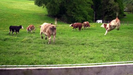 LiveLeak.com - Happy Cows Have Joy for Life