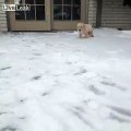 Golden Retriever pup in snow - cuteness overload !!