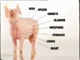 Cerdos: Xenotransplantes exitosos