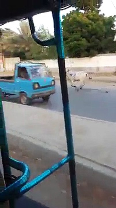 Cow Run away