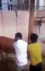 Funny butcher run away | funny butcher in pakistan