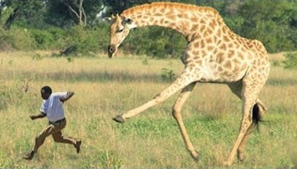 Zürafa İnsanları Kovaladı