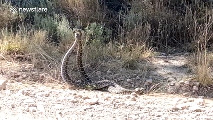 Two western diamondback rattlesnakes fight