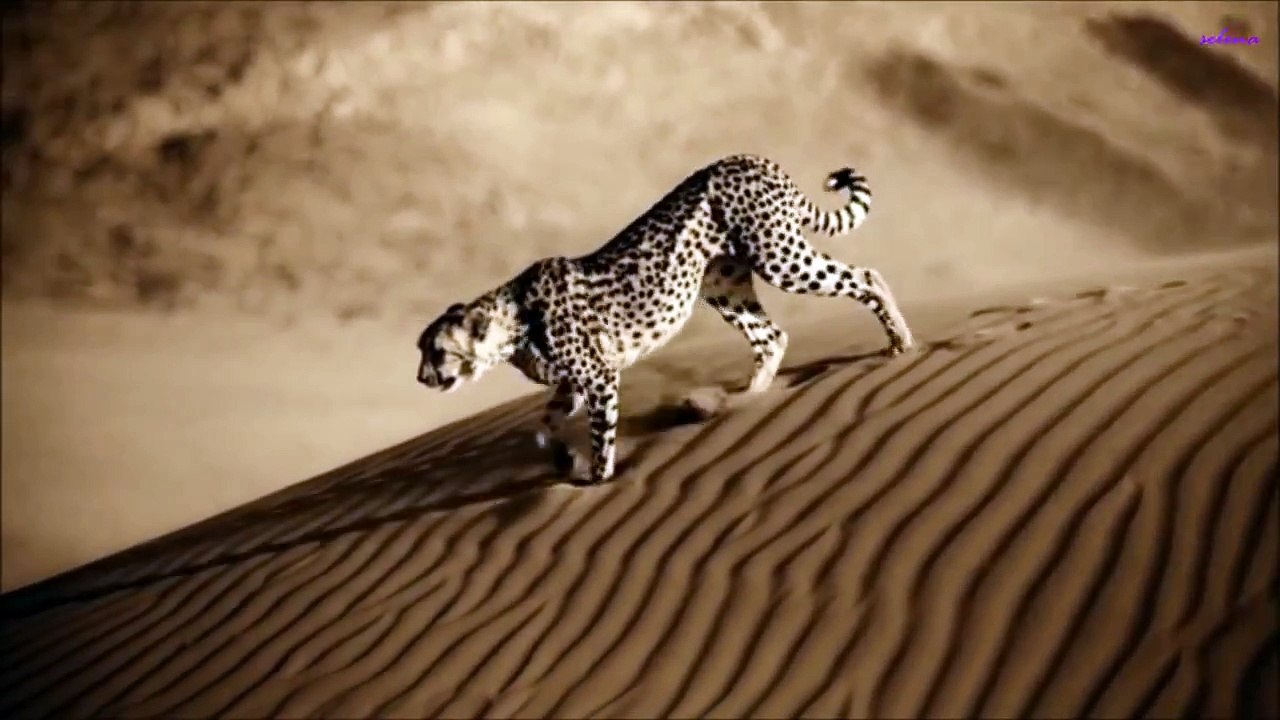 Dead can dance~Lisa Gerrard ~The Host of Seraphim