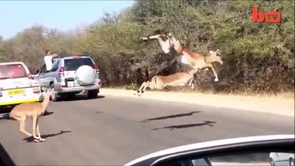 You'll understand why they run so fast... Crazy