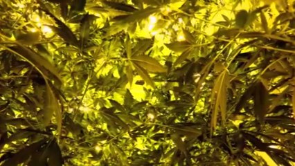 Pyll kanabisi në Londër, sa një fushë futbolli - Ora News- Lajmi i fundit-