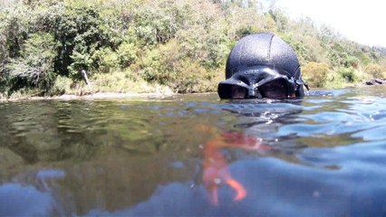 Mergulho, apneia, aguas rasas e cachoeiras da Serra do Mar, São Pulo, Brasil, 2015