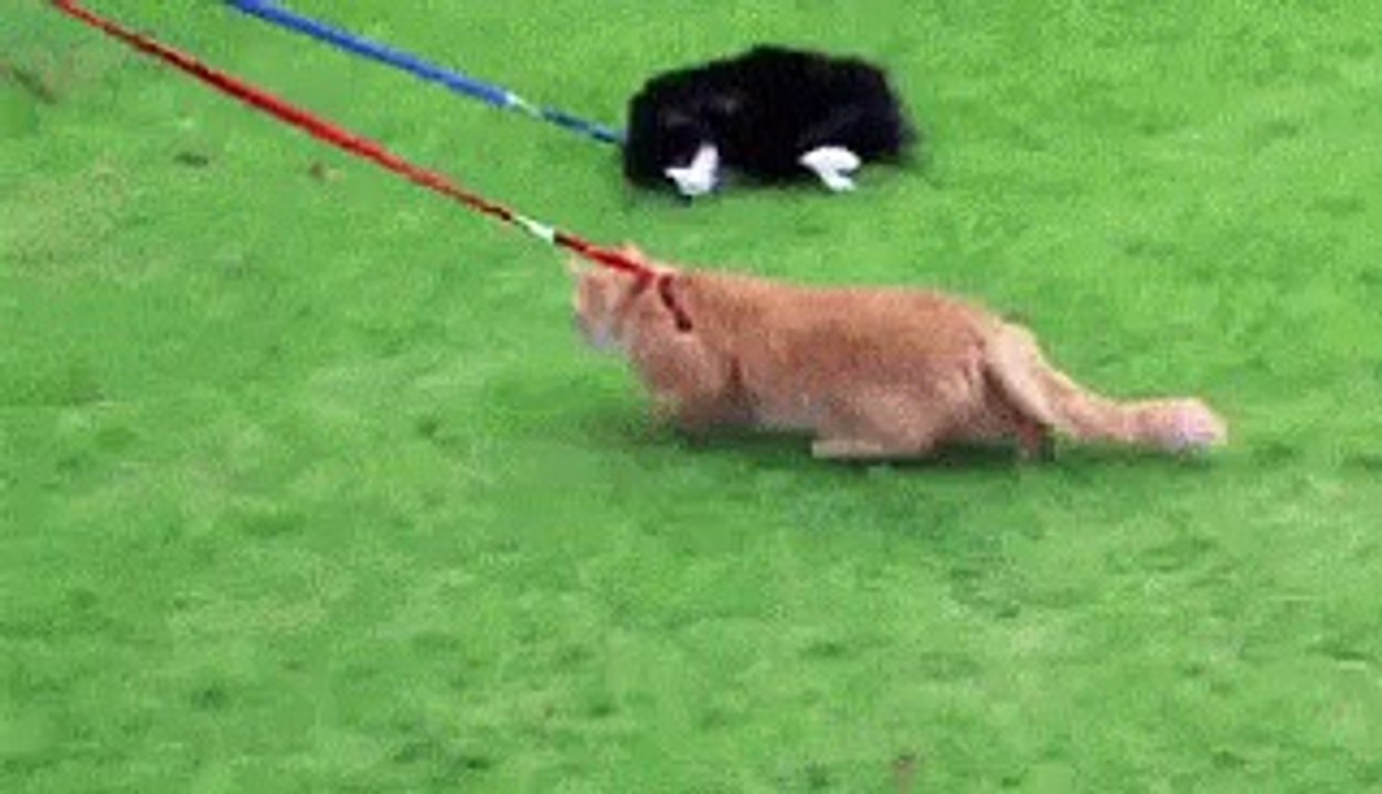 Cat and Dog