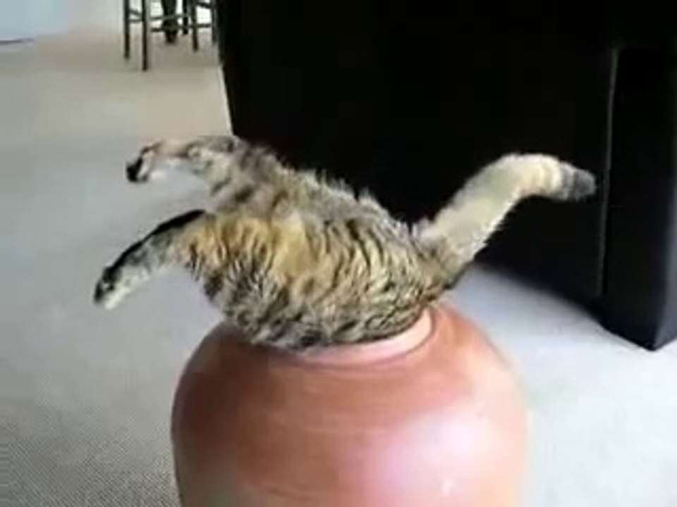 толстый кот и горшок
