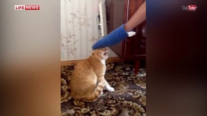 Кот мститель загнал хозяина на балкон