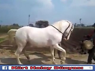 KURBAN BAYRAMINDA ATIN SEVİNCİ İYİKİ DANA DEĞİLİM :)