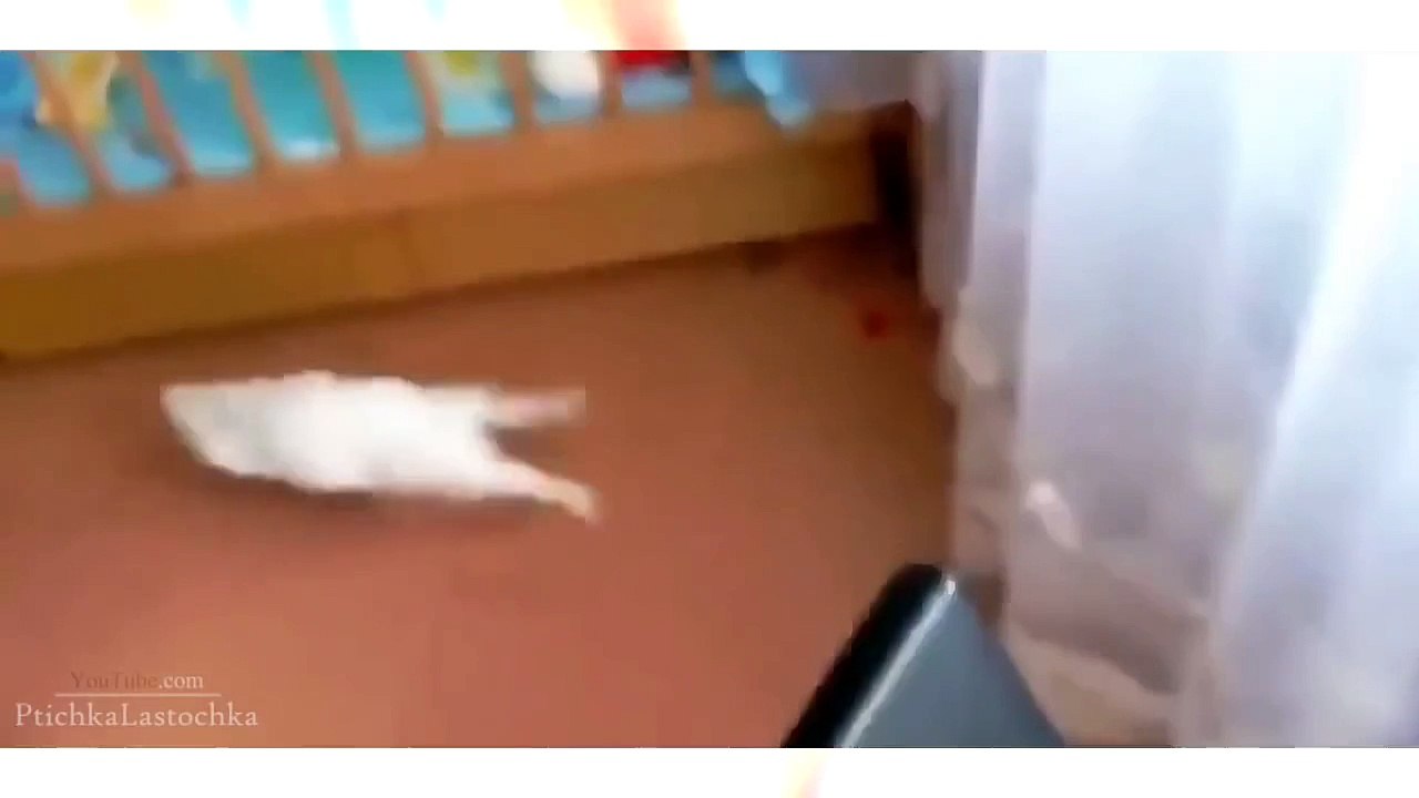 Funny Animal Videos 2014 [Full Episode]