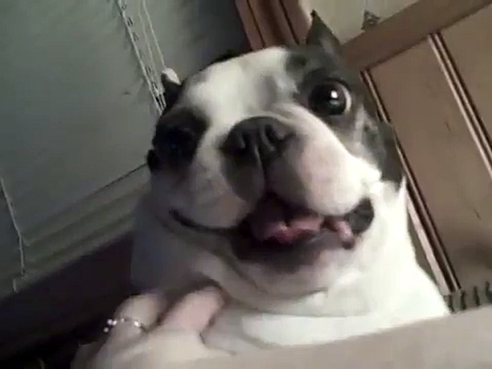 Boston Terrier anjing suka perutnya menggelitik! Lucu wajah ~ CUTE! (Asli)