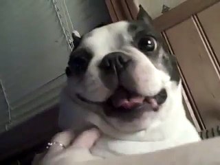 Boston Terrier anjing suka perutnya menggelitik! Lucu wajah ~ CUTE! (Asli)