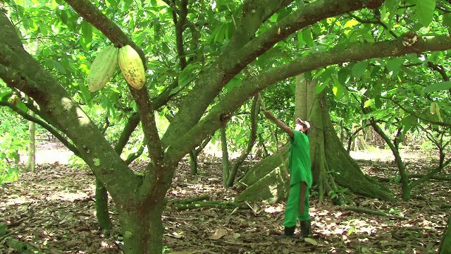 El cacao que protege los bosques de Brasil