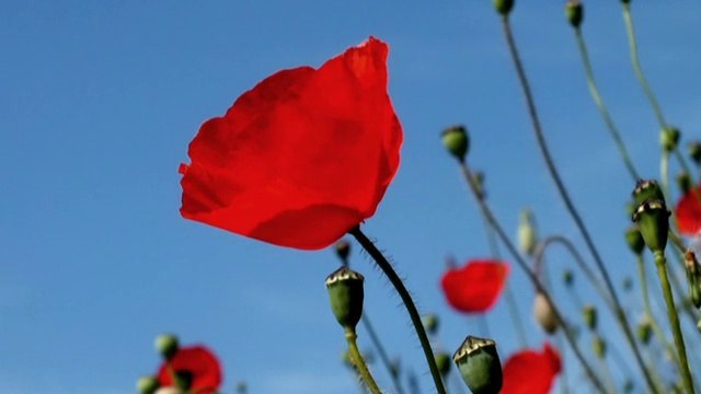 In Flanders Fields - Belgium
