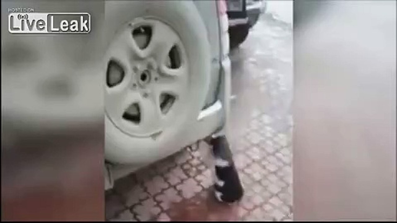 LiveLeak.com - Dadgum kitties, always looking to get high