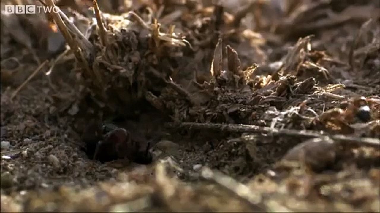 Ant Colony Raids it rivals.