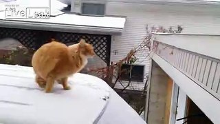 LiveLeak.com - Cat jump fail from snow covered car