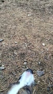 Dog Runs Vertically Up Tree to Grab Frisbee