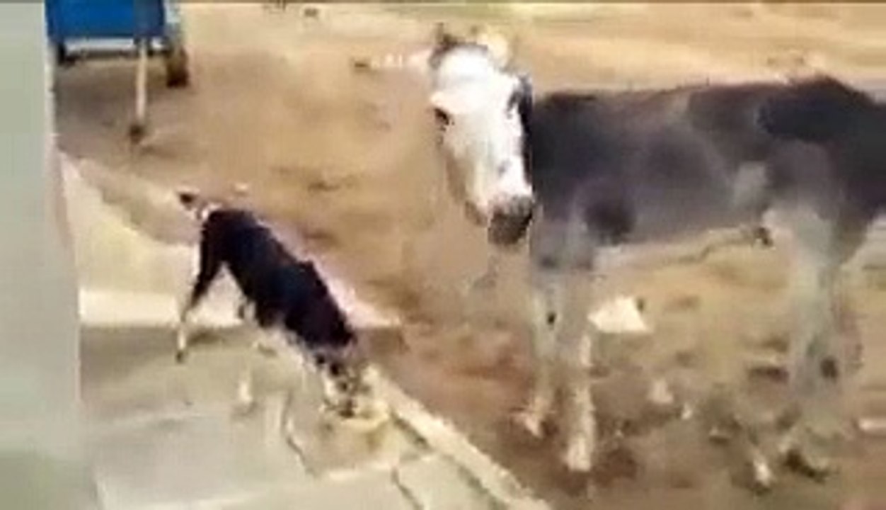 donkey hit leg