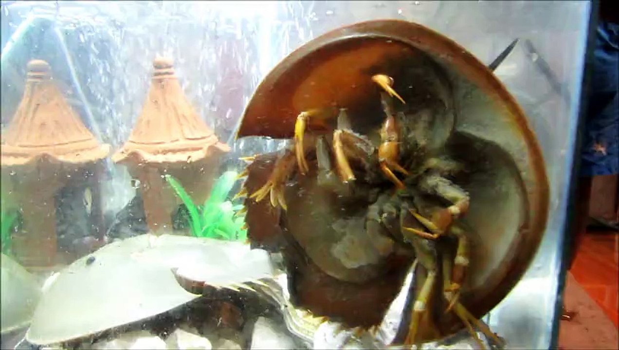 Funny looking crab spotted in Thailand, it is looking like an UFO or disk.