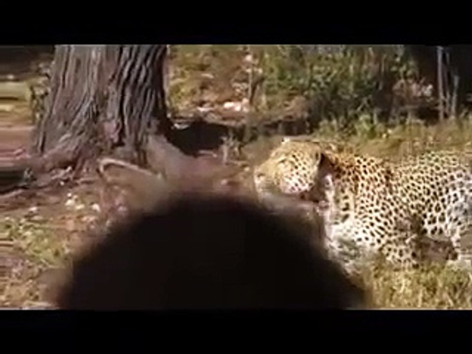 Animal ATTACK Leopard male Feeding Party wild NEW@croos