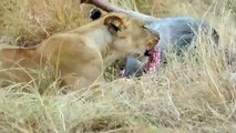 Animal Attack lions eating a wild bufflo wild NEW@croos