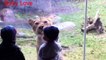 Hewan-hewan Mencoba Untuk Menyerang anak-Anak di kebun binatang - Lucu Hewan Video [Full Episode]